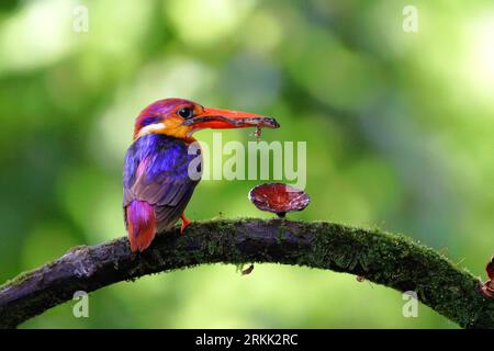 ODKF - Kingfisher nain oriental avec un abattage dans l'habitat naturel gros plan Banque D'Images