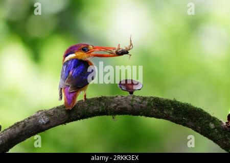 ODKF - Kingfisher nain oriental avec un abattage dans l'habitat naturel gros plan Banque D'Images