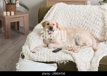 Chien Labrador mignon avec seau de pop-corn et télécommande de télévision couchée sur le canapé dans le salon Banque D'Images