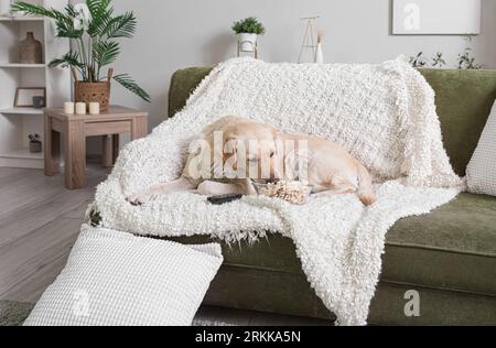 Chien Labrador mignon avec seau de pop-corn et télécommande de télévision couchée sur le canapé dans le salon Banque D'Images