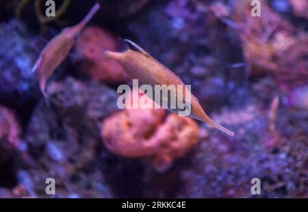 Snipefish long spine ou Macroramphosus scolopax nageant seul Banque D'Images