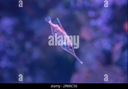 Snipefish long spine ou Macroramphosus scolopax nageant seul Banque D'Images