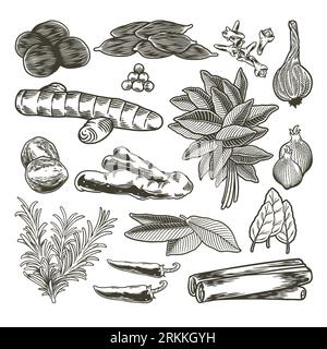 Épices et herbes dessinées à la main avec des herbes culinaires et des épices croquis isolé sur fond blanc. Illustration de Vecteur