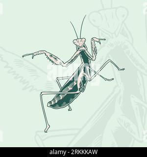 Symbole esquisse Grasshopper dessiné à la main. Elément Vector Mantis dans le style tendance. Dessiné à la main, croquis, illustration de dessin animé de sauterelle. Illustration de Vecteur