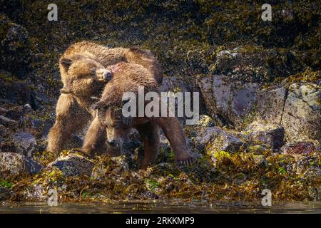 Deux grands grizzlis mâles (Ursus arctos horribilies) se battent pour une femelle le long de la tidéline basse près de Glendale Cove, dans Knight Inlet, première nation Banque D'Images