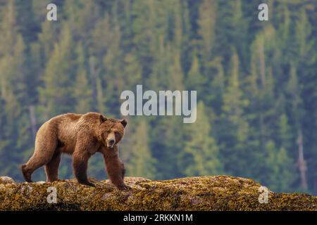 Grand grizzli côtier mâle (Ursus arctos horribilies) marchant sur une bordure à marée basse près de Glendale Cove, dans la magnifique baie Knight, première Nation Banque D'Images