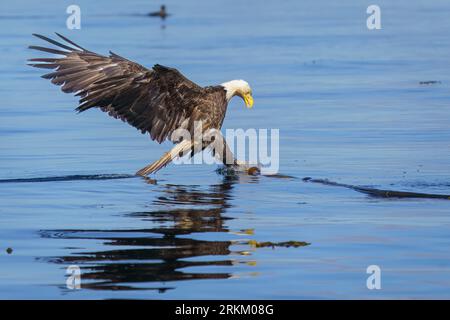 Aigle chauve adulte ((Haliaeetus leucocephalus)) pêchant le hareng dans le chenal Cormorat Banque D'Images
