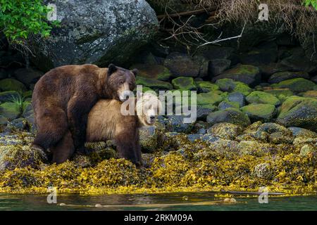 Câlin à gros ours, grizzlis (Ursus arctos horribilis) s'accouplant le long du rivage à marée basse dans la magnifique baie Knight Inlet, territoire des Premières Nations, Traditio Banque D'Images