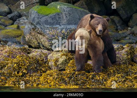 Les ours bruns (ours grizzlis) (Ursus arctos horribilis) s’accouplent le long de la ligne de marée basse dans l’Inlet Knight, territoire des Premières nations, territoires traditionnels Banque D'Images