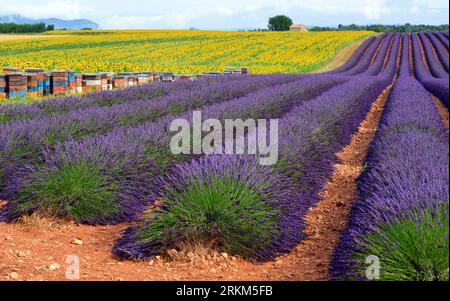 Ruches en champ de lavande sur le plateau de Valensole haute Provence Banque D'Images