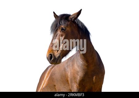 Cheval brun isolé sur fond blanc, Banque D'Images