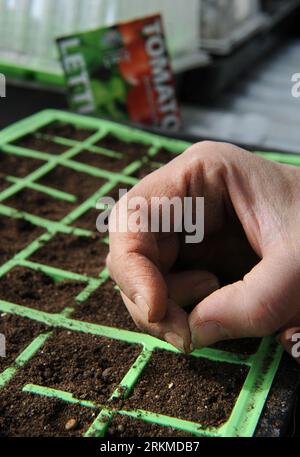 Jardinière femelle cousant des graines dans des modules de graines UK Banque D'Images