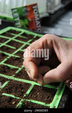 Jardinière femelle cousant des graines dans des modules de graines UK Banque D'Images