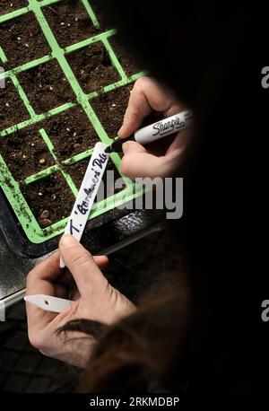 Jardinière femelle cousant des graines de tomates dans des modules de semences UK Banque D'Images