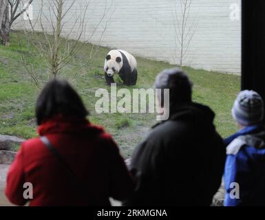 Bildnummer : 56737807 Datum : 16.12.2011 Copyright : imago/Xinhua (111216) -- ÉDIMBOURG, 16 décembre 2011 (Xinhua) -- panda géant Tian Tian Walks in the Panda Enclosure of the Edinburgh Zoo, Édimbourg, Grande-Bretagne, 16 décembre 2011. Les pandas géants Yang Guang et Tian Tian, arrivés dans la capitale écossaise le 4 décembre pour un programme de coopération de dix ans, étaient ouverts vendredi à la visite publique au zoo d’Édimbourg. (Xinhua/Zeng Yi)(QS) UK-ÉDIMBOURG-GIANT PANDAS PUBLICATIONxNOTxINxCHN Gesellschaft Tiere Riesenpanda premiumd xns x0x 2011 quer 56737807 Date 16 12 2011 Copyright Imago XINHUA Édimbourg décembre 16 Banque D'Images