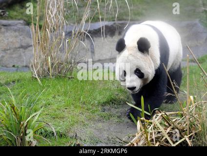 Bildnummer : 56737814 Datum : 16.12.2011 Copyright : imago/Xinhua (111216) -- ÉDIMBOURG, 16 décembre 2011 (Xinhua) -- panda géant Tian Tian Walks in the Panda Enclosure of the Edinburgh Zoo, Édimbourg, Grande-Bretagne, 16 décembre 2011. Les pandas géants Yang Guang et Tian Tian, arrivés dans la capitale écossaise le 4 décembre pour un programme de coopération de dix ans, étaient ouverts vendredi à la visite publique au zoo d’Édimbourg. (Xinhua/Zeng Yi)(QS) UK-ÉDIMBOURG-GIANT PANDAS PUBLICATIONxNOTxINxCHN Gesellschaft Tiere Riesenpanda premiumd xns x0x 2011 quer 56737814 Date 16 12 2011 Copyright Imago XINHUA Édimbourg décembre 16 Banque D'Images