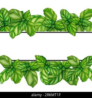 Branche de basilic de cadre aquarelle avec des feuilles vertes. Illustration botanique dessinée à la main isolée sur fond blanc. Elément épices herbes pour recettes alimentaires Banque D'Images