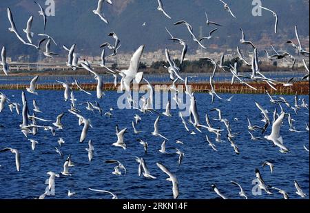 Bildnummer : 56903355 Datum : 17.01.2012 Copyright : imago/Xinhua (120117) - KUNMING, 17 janvier 2012 (Xinhua) -- Un grand nombre de mouettes à tête noire volent dans le ciel au-dessus du lac Dianchi dans la ville de Kunming, dans la province du Yunnan du sud-ouest de la Chine, le 17 janvier 2012. L'environnement écologique s'est nettement amélioré avec la sensibilisation croissante des citoyens à la protection des oiseaux dans cette région. Plus de 30 mille goélands à tête noire ont dirigé Kuming pour l'hiver depuis la Sibérie cette année. (Xinhua/Lin Yiguang) (ldj) CHINA-YUNNAN-KUNMING-BLACK-HEADS GOÉLAND (CN) PUBLICATIONxNOTxINxCHN Gesellschaft Tiere Vögel Möwe xbs x0x 20 Banque D'Images