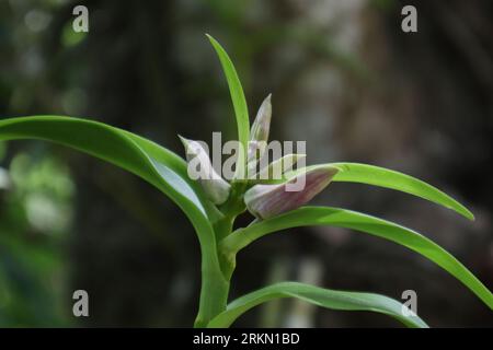 Vue rapprochée des bourgeons floraux de couleur violette et des feuilles d'une plante Dendrobium Lucian Pink Orchid Banque D'Images