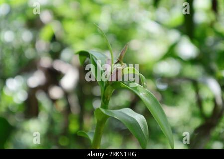 Un regard rêveur, belle vue des bourgeons floraux d'une pointe de brindille de plante Dendrobium Lucian Pink Orchid en arrière-plan flou Banque D'Images