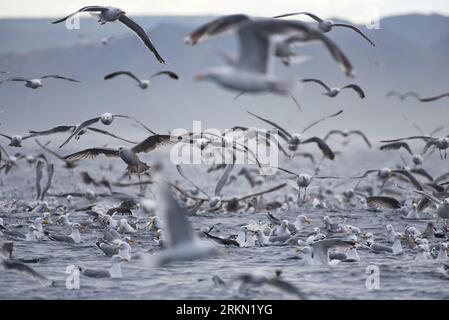 Un épais troupeau de mouettes s'engouffrant au-dessus de l'océan Arctique dans l'embouchure de Kamoyfjorden, dans le nord de la Norvège, dans la frénésie alimentaire attrapant le capelan à la surface Banque D'Images