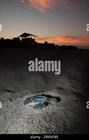 Bildnummer : 56985015 Datum : 29.01.2012 Copyright : imago/Xinhua (120130) -- PUERTO ESCONDIDO, 30 janvier 2012 (Xinhua) -- Un bébé tortue de mer rampe sur la plage de Puerto Escondido, à Oaxaca, Mexique, le 29 janvier 2012. Un groupe de 500 tortues olive ridley est arrivé à Puerto Escondido à Oaxaca, au Mexique. Selon l’organisation environnementale Costasalvaje, des milliers de bébés tortues ont commencé leur voyage vers la mer, mais un très faible pourcentage survivra. (Xinhua/Max Nunez) (sss) MEXIQUE-PUERTO ESCONDIDO-TORTUES DE MER PUBLICATIONxNOTxINxCHN Gesellschaft Tiere Meeresschildkröte Schildkröte Nachwuchs J Banque D'Images