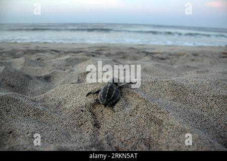 Bildnummer : 56985016 Datum : 29.01.2012 Copyright : imago/Xinhua (120130) -- PUERTO ESCONDIDO, 30 janvier 2012 (Xinhua) -- Un bébé tortue de mer rampe sur la plage de Puerto Escondido, à Oaxaca, Mexique, le 29 janvier 2012. Un groupe de 500 tortues olive ridley est arrivé à Puerto Escondido à Oaxaca, au Mexique. Selon l’organisation environnementale Costasalvaje, des milliers de bébés tortues ont commencé leur voyage vers la mer, mais un très faible pourcentage survivra. (Xinhua/Max Nunez) (sss) MEXIQUE-PUERTO ESCONDIDO-TORTUES DE MER PUBLICATIONxNOTxINxCHN Gesellschaft Tiere Meeresschildkröte Schildkröte Nachwuchs J Banque D'Images