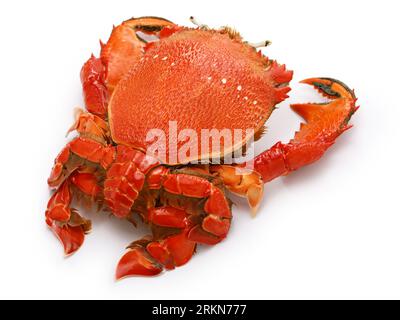 crabe clé, crabe de grenouille rouge isolé sur fond blanc Banque D'Images