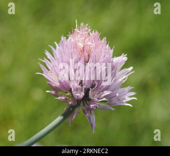 Tête de fleur de ciboulette en pleine floraison. Nom scientifique : Allium schoenoprasum. Classification supérieure : Allium. Famille : Amaryllidaceae. Ordre : Asparagales. Banque D'Images