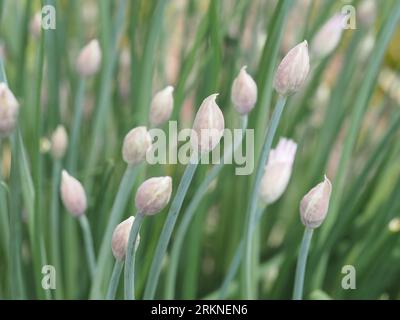 Boutons floraux à la ciboulette. Nom scientifique : Allium schoenoprasum. Classification supérieure : Allium. Famille : Amaryllidaceae. Ordre : Asparagales. Royaume : Plantae. Banque D'Images