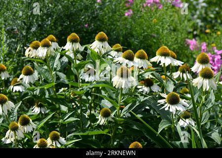 conflowers blancs au soleil de midi Banque D'Images