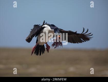Un roi Cormorant, Leucocarbo (atriceps) albiventer, descendant à terre, portant des algues dans son bec. Pebble Island, îles Falkland. Banque D'Images