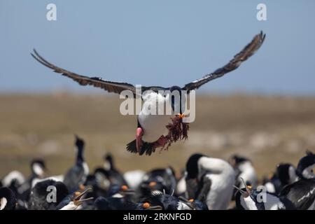 A King Cormoran, Leucocarbo (atriceps) albiventer, alias White-Bellied Shag, Imperial Shag, Imperial Cormoran, voler dans sa colonie transportant des algues Banque D'Images