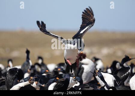 A King Cormoran, Leucocarbo (atriceps) albiventer, alias White-Bellied Shag, Imperial Shag, Imperial Cormoran, voler dans sa colonie transportant des algues Banque D'Images