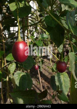 Par, Cornouailles, Royaume-Uni - Mars 26 2022 : fruit de Tamarillo (Solanum betaceum) dans la Glasshouse au jardin de Tregrehan Banque D'Images