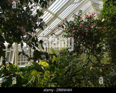 Par, Cornwall, Royaume-Uni - Mars 26 2022 : fleurs de camélias dans la Glasshouse au jardin de Tregrehan Banque D'Images