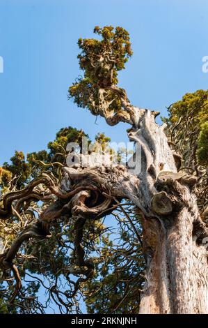 Arbre de pin vert sur fond de ciel, vieux tronc Banque D'Images