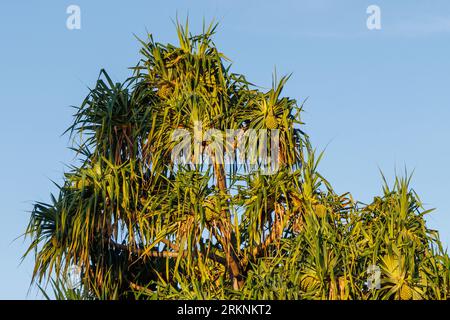 PIN à vis polynésien (Pandanus tectorius), fruits sur un arbre, USA, Hawaï, Maui, Kihei Banque D'Images