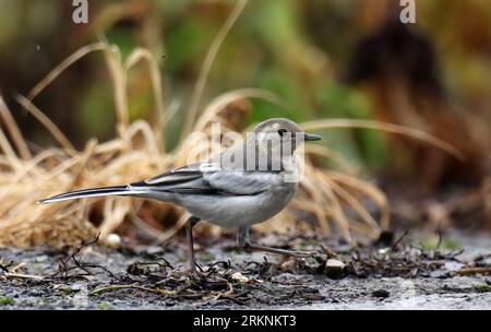 Wagtail chinois, Wagtail Amour, Wagtail blanc Amour (Motacilla alba leucopsis, Motacilla leucopsis), immature sur le sol, Chine Banque D'Images