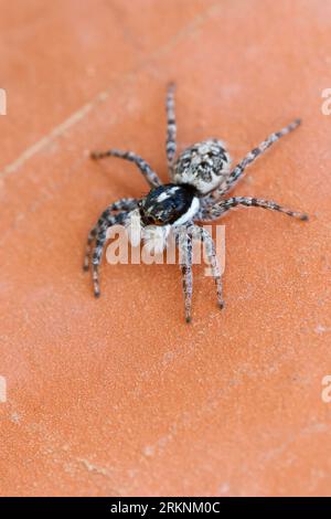 Araignée sauteuse (Menemerus semilimbatus), femelle, vue de face, Croatie Banque D'Images