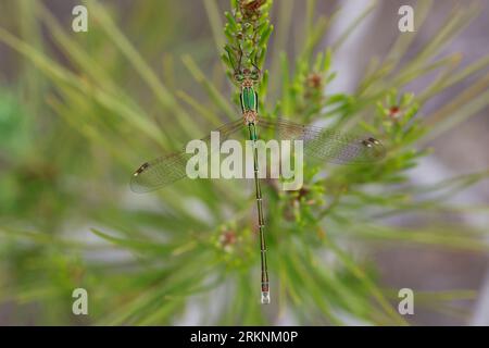 Ailette migrante, lamelle émeraude du Sud, lamelle émeraude timide, lamelle migrante (Lestes barbarus), mâle à une brindille de pin, vue dorsale, Banque D'Images