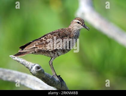 Tuamotu Sandpiper (Prosobonia parvirostris), assis sur une branche, Polynésie française, archipel des Tuamotu Banque D'Images