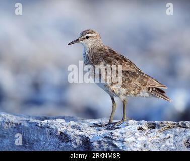 Tuamotu Sandpiper (Prosobonia parvirostris), sur un rocher côtier, Polynésie française, archipel des Tuamotu Banque D'Images