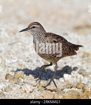 Tuamotu Sandpiper (Prosobonia parvirostris), sur cailloux, Polynésie française, archipel des Tuamotu Banque D'Images