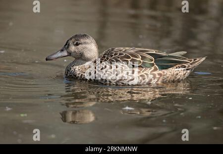 Sarcelle à ailes bleues (Anas discors, spatule discors), mâle adulte en plumage eclips nageant en captivité, vu de côté, pays-Bas, Nord Banque D'Images