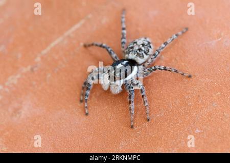 Araignée sauteuse (Menemerus semilimbatus), femelle, vue de face, Croatie Banque D'Images