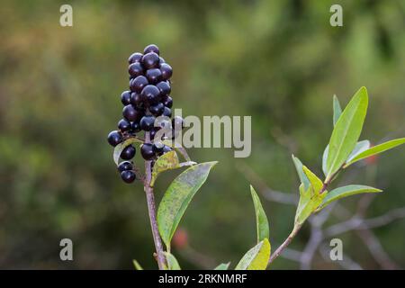 Troène commun, troène doré, troène, sauvages, prim'troène (Ligustrum vulgare), la fructification, Allemagne Banque D'Images