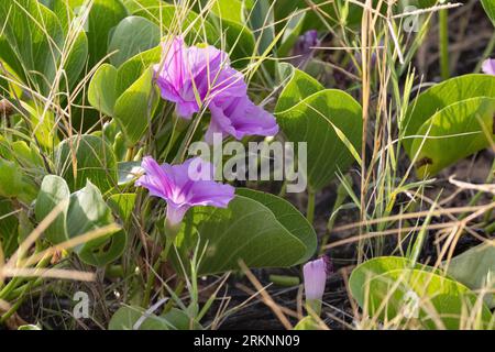 Bayhops, Bay-Hops, Beach Morning Glory, Railroad vine, Goat's foot (Ipomoea pes-caprae), floraison, États-Unis, Hawaï, Maui, Kihei Banque D'Images