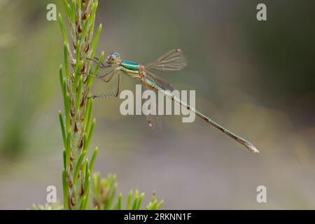 Épandage migrant, demoiselle émeraude du Sud (Lestes barbarus), mâle chez un conifère, vue de côté, Croatie Banque D'Images