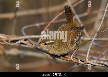 Wren eurasien, wren du Nord (Troglodytes troglodytes), assis sur une brindille, Italie, Toscane Banque D'Images